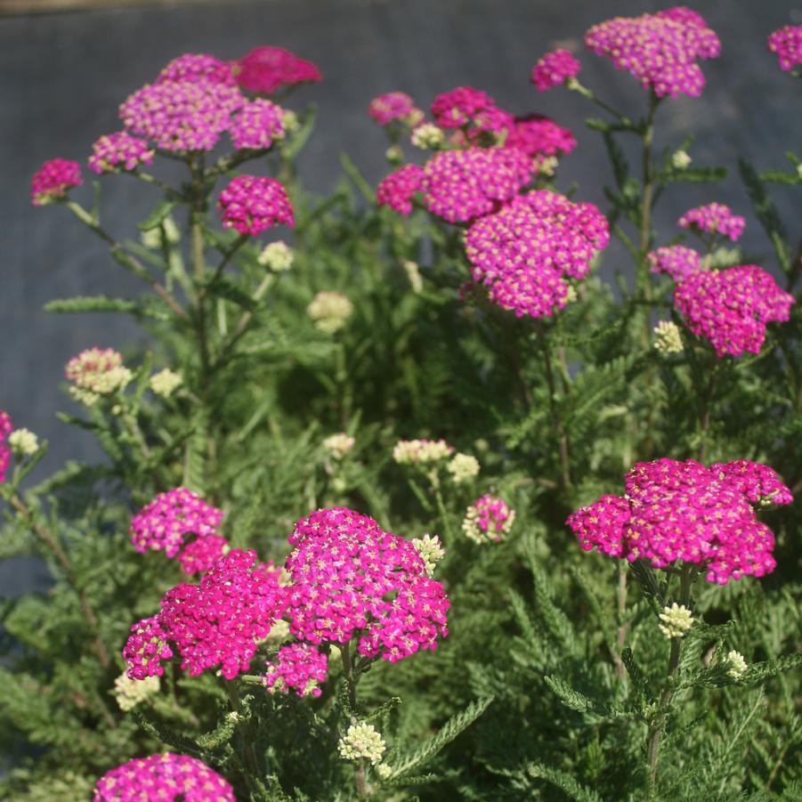 Achillea millefolium 'New Vintage™ Violet' Yarrow from Sandy's Plants