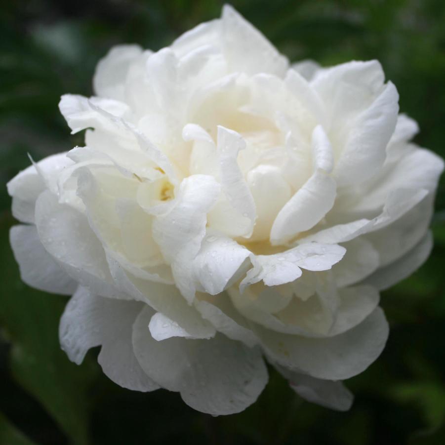 Paeonia lactiflora 'Gardenia' Peony from Sandy's Plants