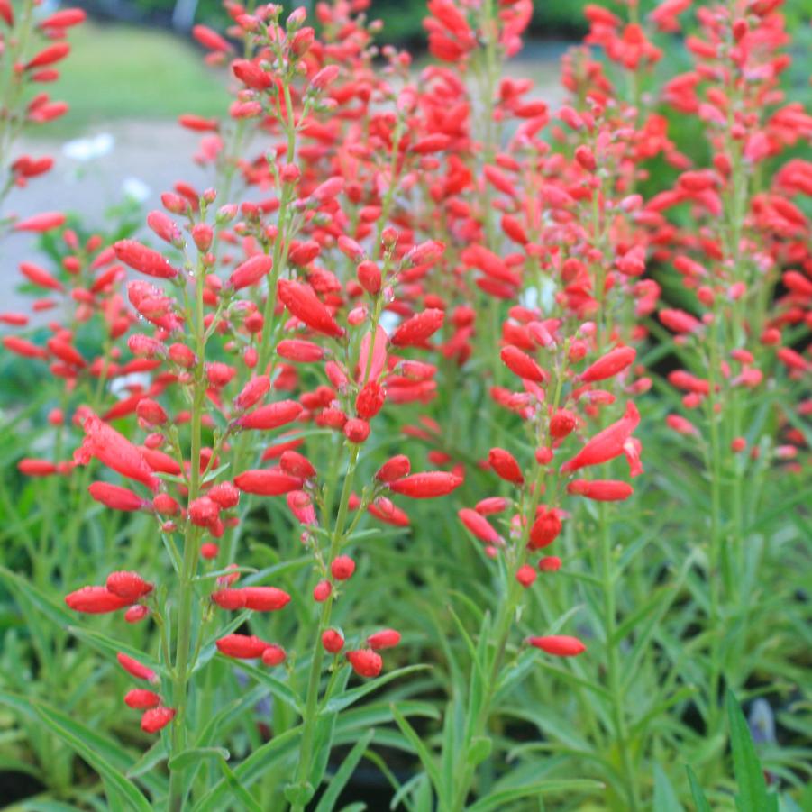 Penstemon schmidel 'Red Riding Hood' Beardtongue from Sandy's Plants