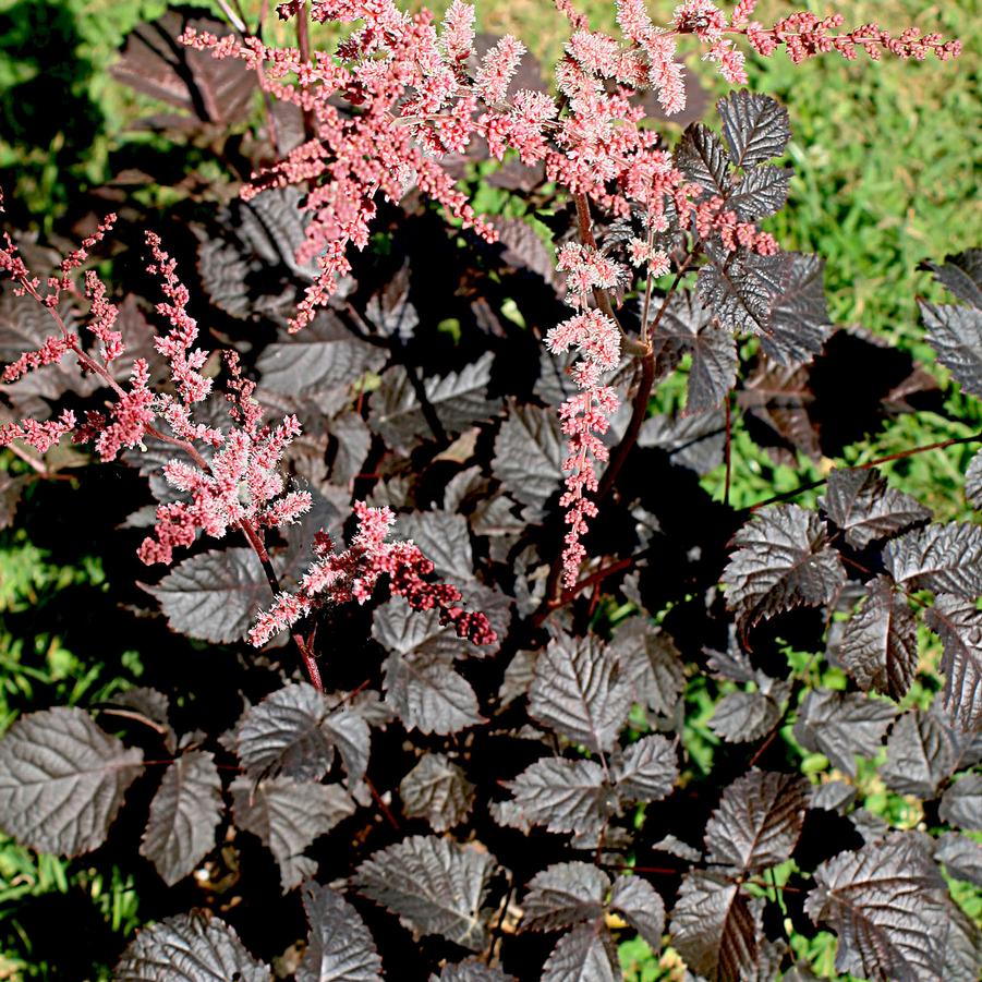 Astilbe arendsii Chocolate Shogun Sandy's Plants