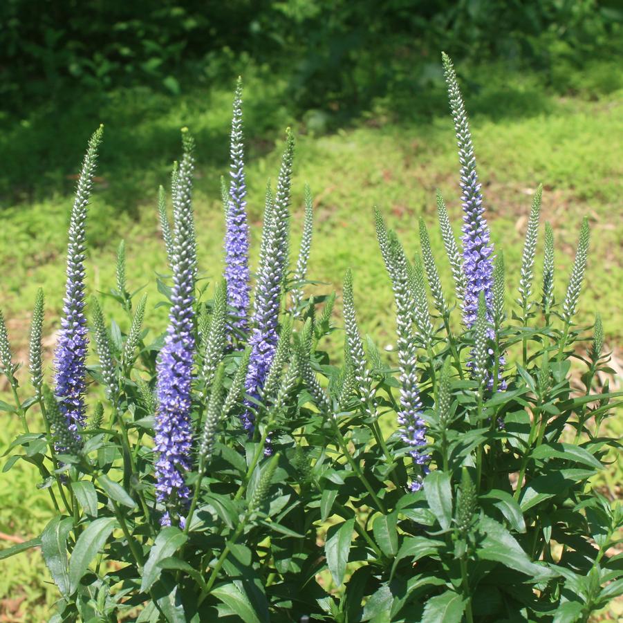 Veronica longifolia Blue Skywalker Sandy's Plants