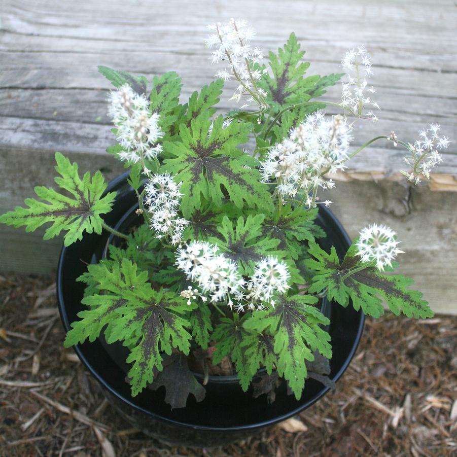 Tiarella 'Timbuktu' Foam Flower from Sandy's Plants