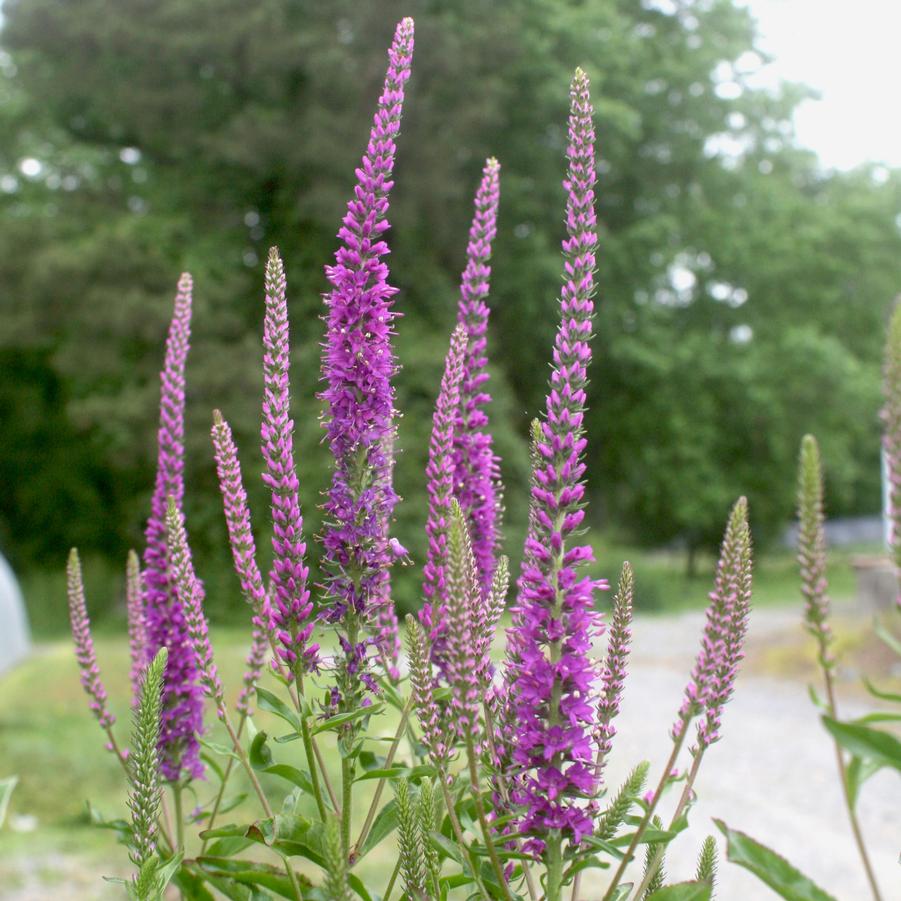 Veronica 'Mona Lisa Smile' Speedwell from Sandy's Plants