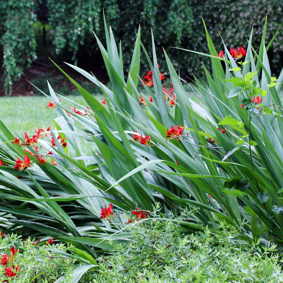 Crocosmia 'Lucifer' Montbretia from Sandy's Plants