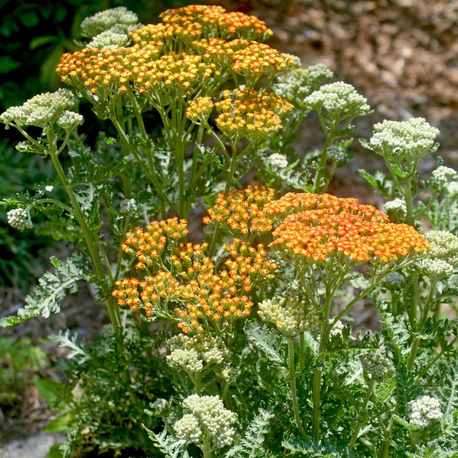 Achillea millefolium 'Sassy Summer Sunset' Yarrow from Sandy's Plants