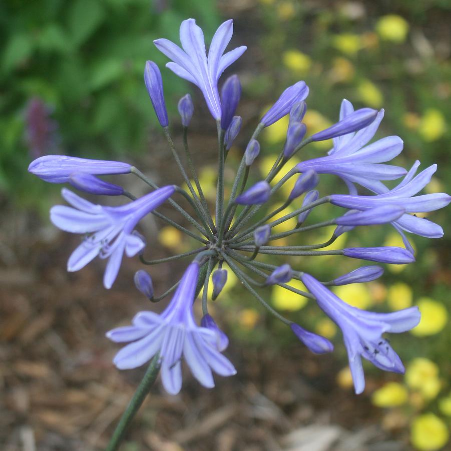 Agapanthus africanus 'Peter Pan' LilyoftheNile from Sandy's Plants