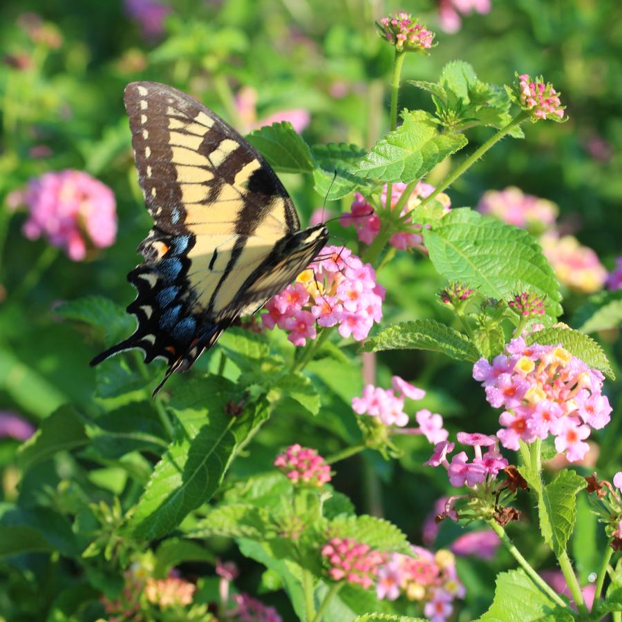 Lantana camara 'Ham and Eggs' Lantana from Sandy's Plants