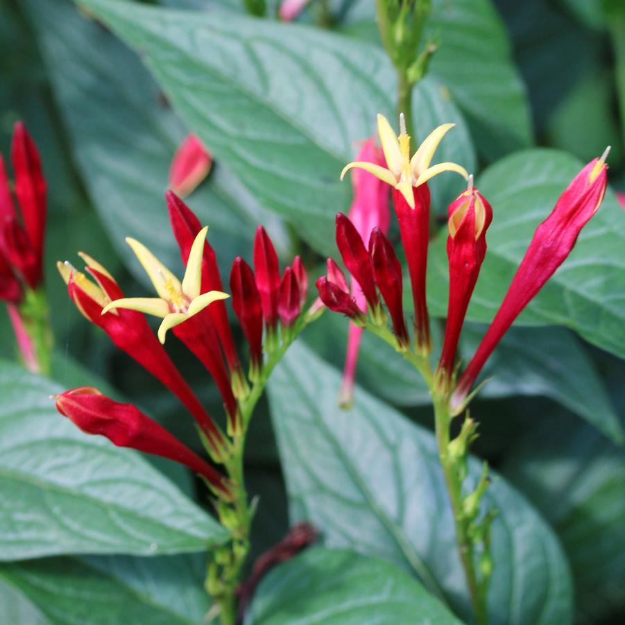 Spigelia marilandica 'Little Redhead' Indian Pink from Sandy's Plants
