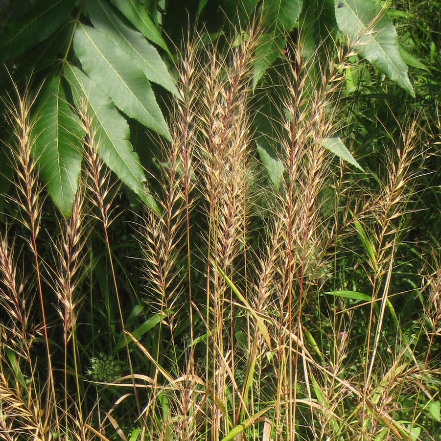 Elymus hystrix Bottlebrush Grass from Sandy's Plants