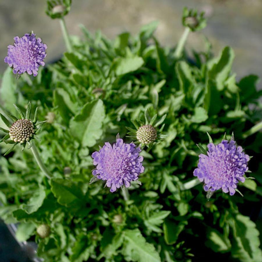 Scabiosa columbaria 'Blue Note' Pincushion Flower from Sandy's Plants