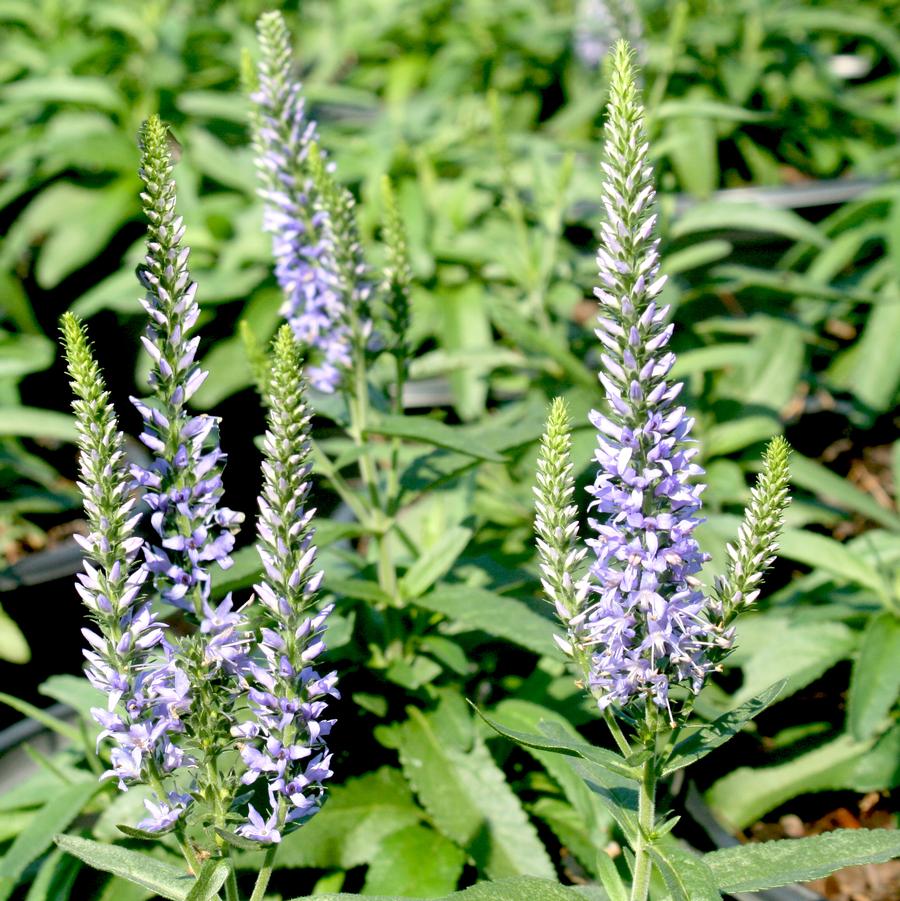 Veronica spicata 'Moody Blues Sky Blue' Speedwell from Sandy's Plants