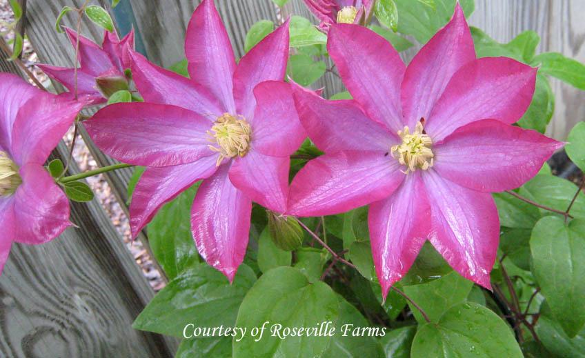Clematis 'Pink Champagne' Clematis from Sandy's Plants