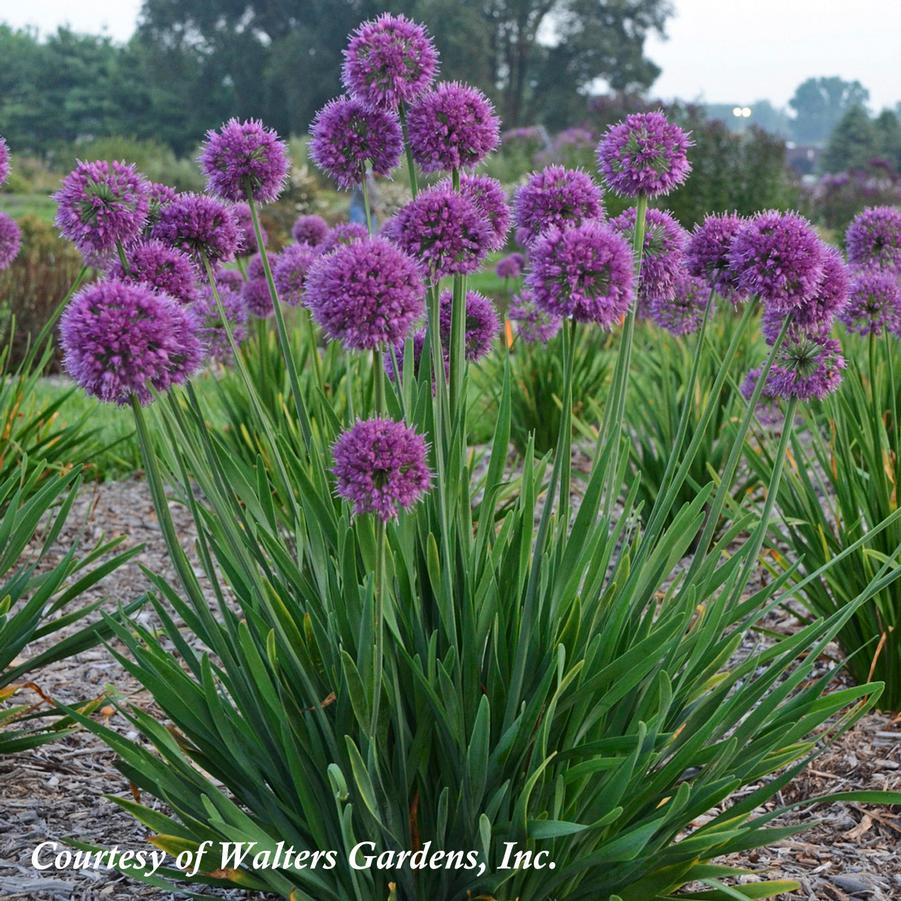 Allium 'Lavender Bubbles' Ornamental Onion from Sandy's Plants
