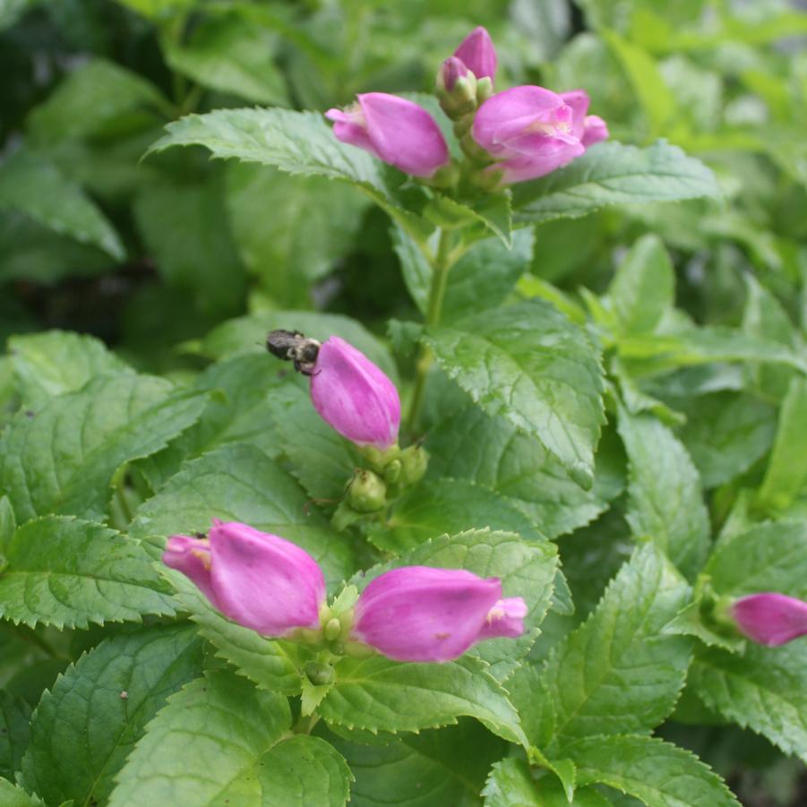 Chelone lyonii 'Hot Lips' Turtlehead from Sandy's Plants