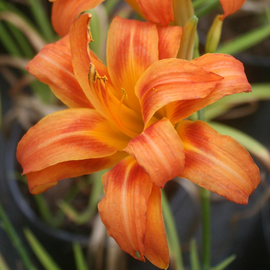 Hemerocallis 'Kwanso' Daylily from Sandy's Plants