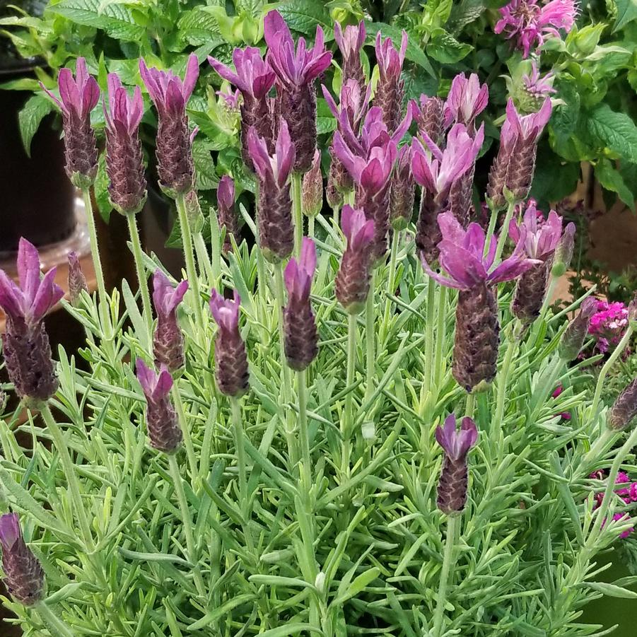 Lavandula stoechas 'Primavera' Lavender from Sandy's Plants