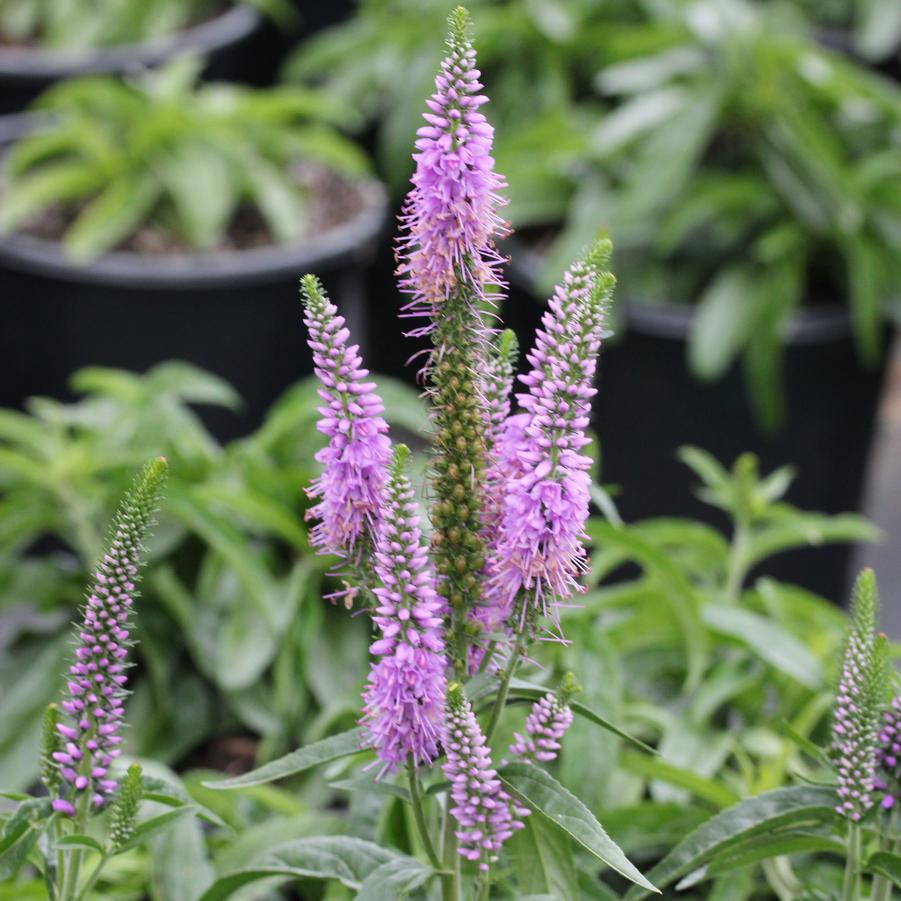 Veronica spicata 'Lavender Lightsaber' Speedwell from Sandy's Plants