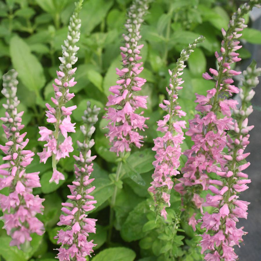Veronica spicata 'Moody Blues Dark Pink' Speedwell from Sandy's Plants