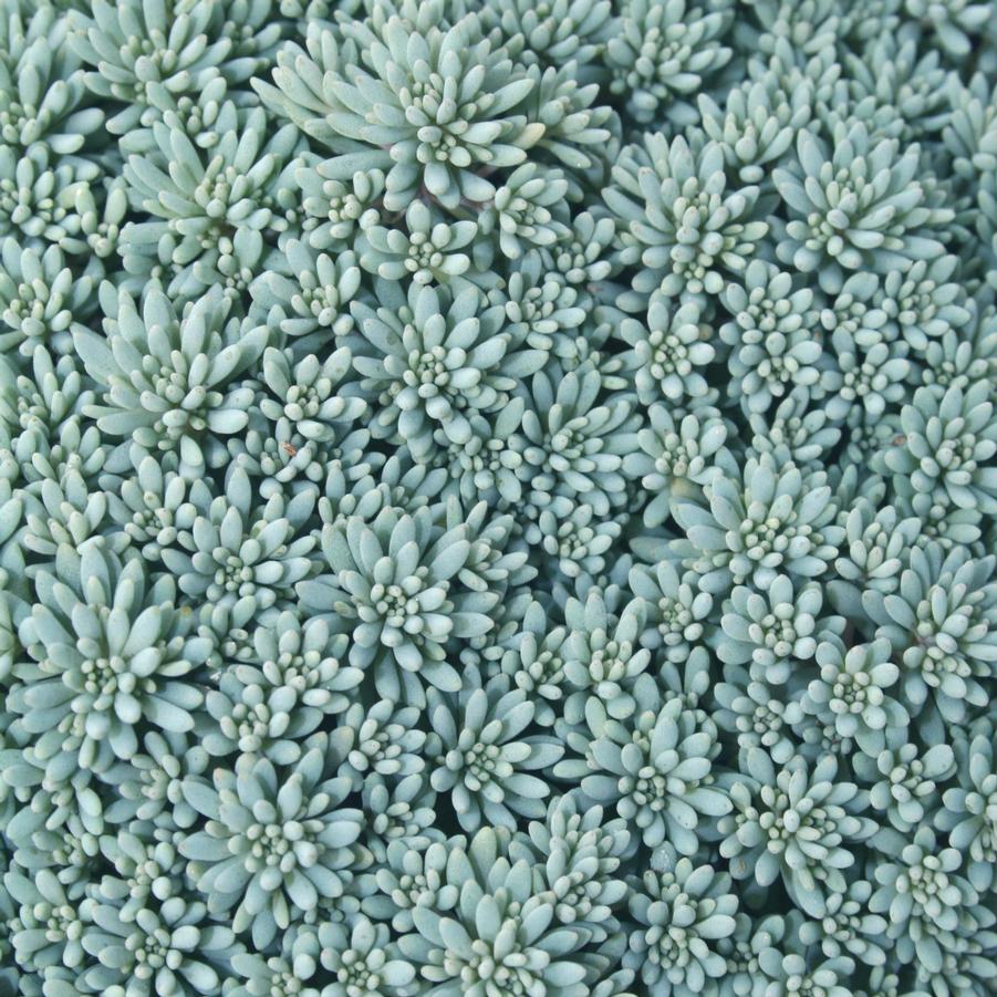 Sedum hispanicum 'Blue Carpet' Stonecrop from Sandy's Plants