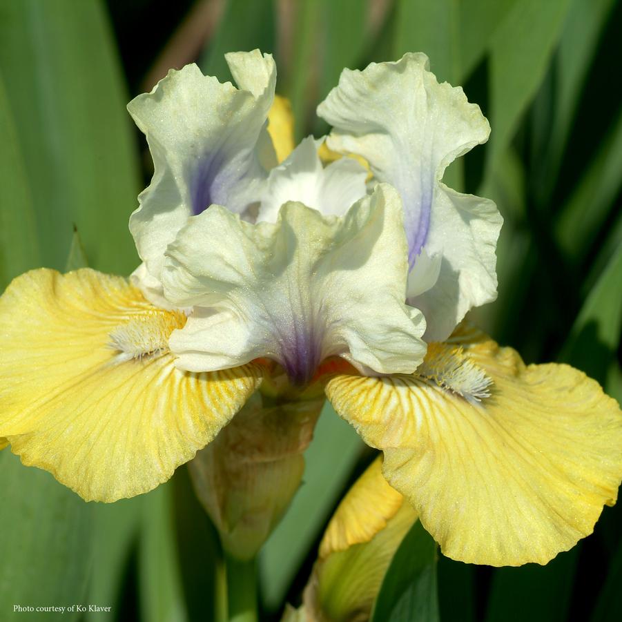 Iris germanica 'Double Your Fun' German Iris from Sandy's Plants