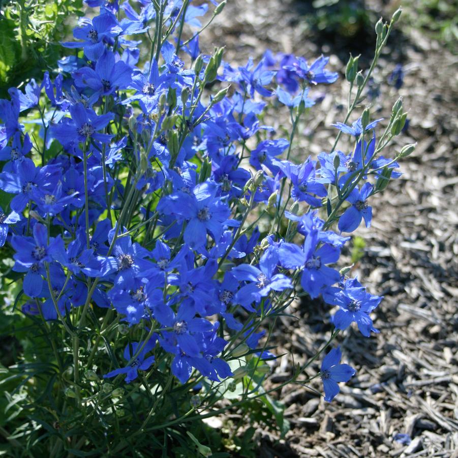 Delphinium 'Blue Mirror' Delphinium from Sandy's Plants