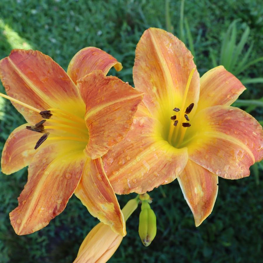 Hemerocallis 'Bright Sunset' Daylily from Sandy's Plants