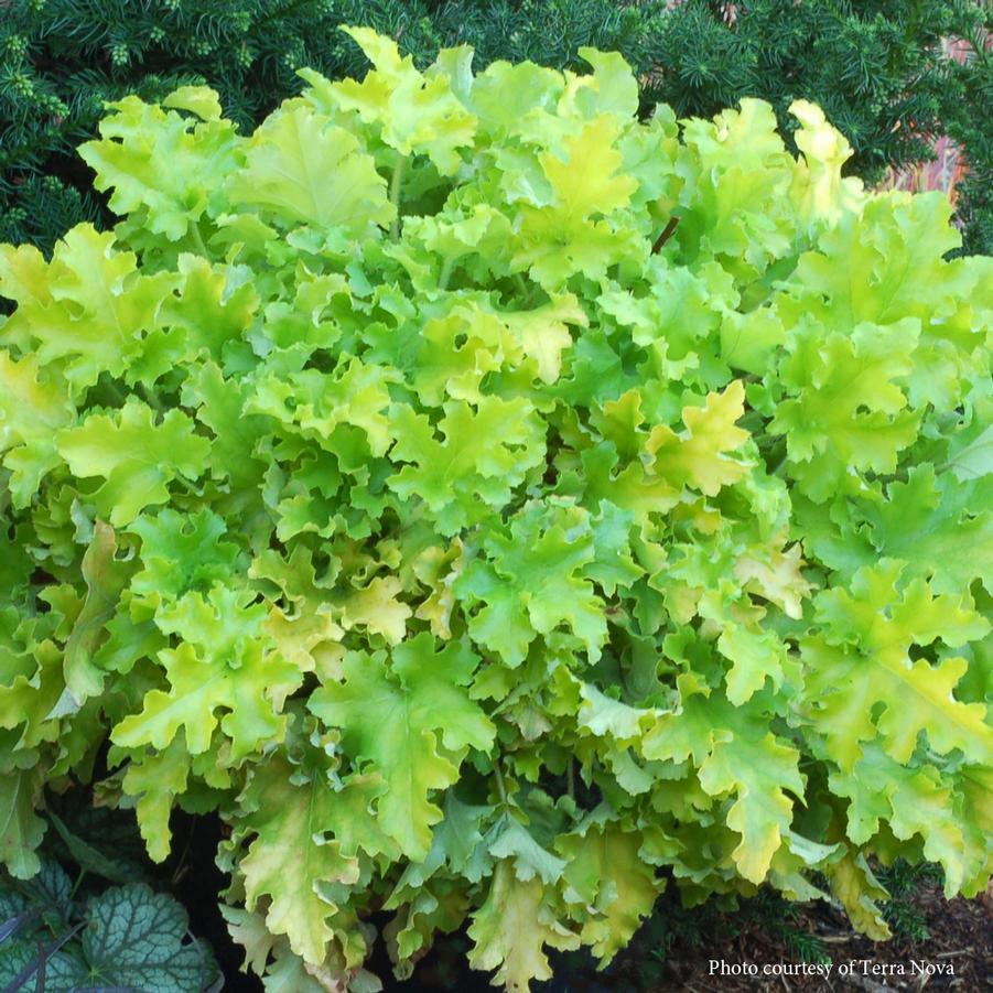 Heuchera 'Lime Marmalade' Coral Bells from Sandy's Plants