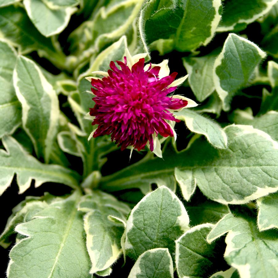 Knautia macedonia 'Thunder and Lightning' Knautia from Sandy's Plants