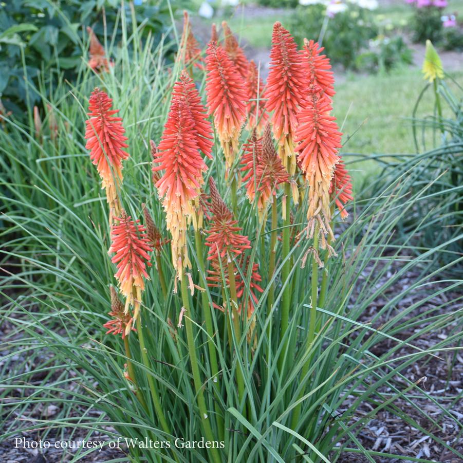 Kniphofia 'Red Roulette' Red Hot Poker from Sandy's Plants