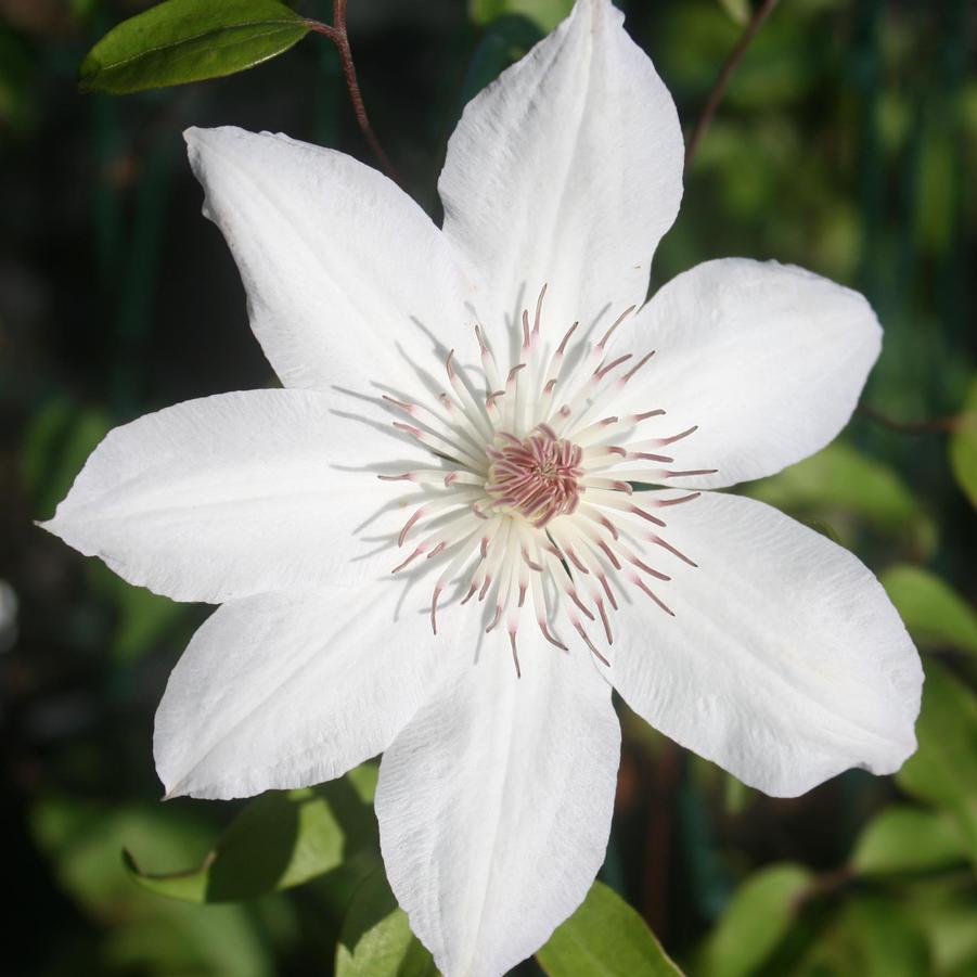 Clematis 'Henryi' Clematis from Sandy's Plants