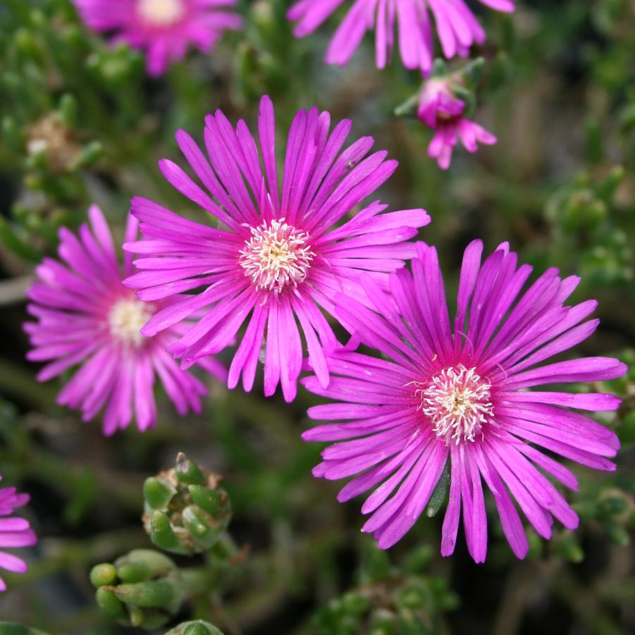 Delosperma cooperi Ice Plant from Sandy's Plants