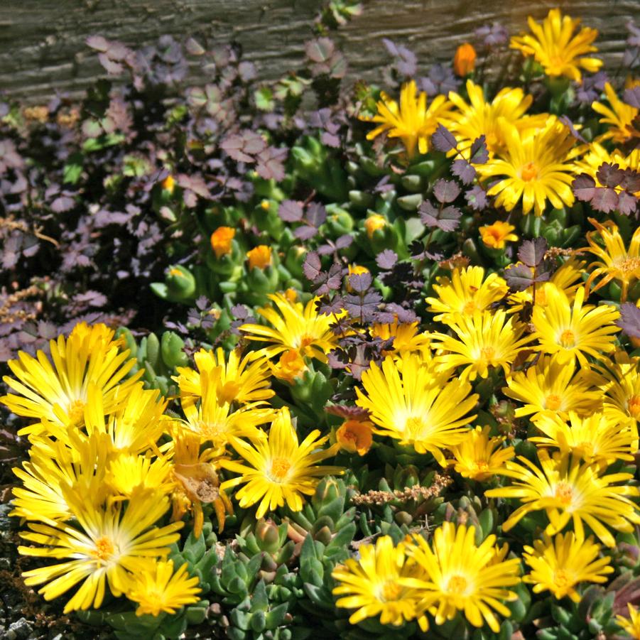 Delosperma nubigenum Ice Plant from Sandy's Plants