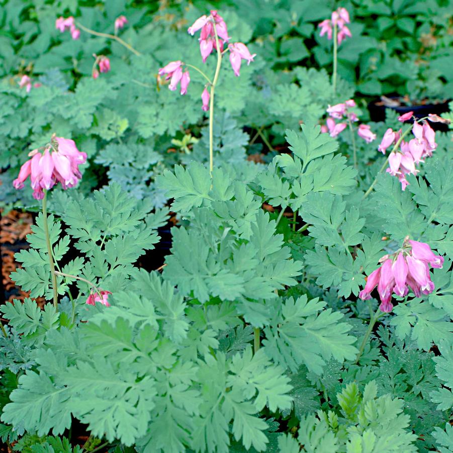 Dicentra eximia 'Luxuriant' Bleeding Heart from Sandy's Plants