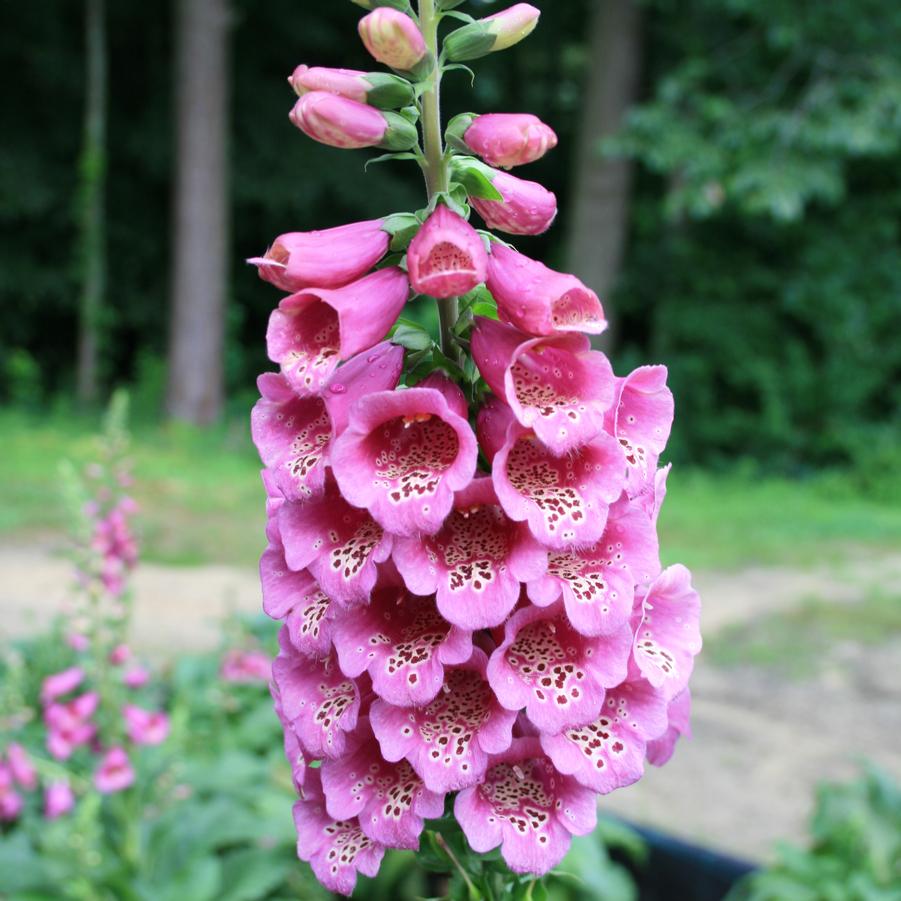 Digitalis purpurea Camelot Rose Sandy's Plants
