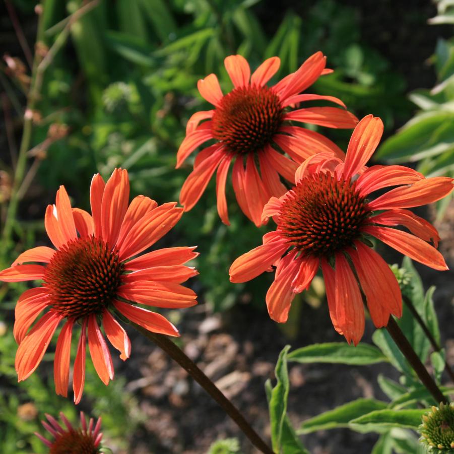 Echinacea Big Sky 'Sundown' Coneflower from Sandy's Plants