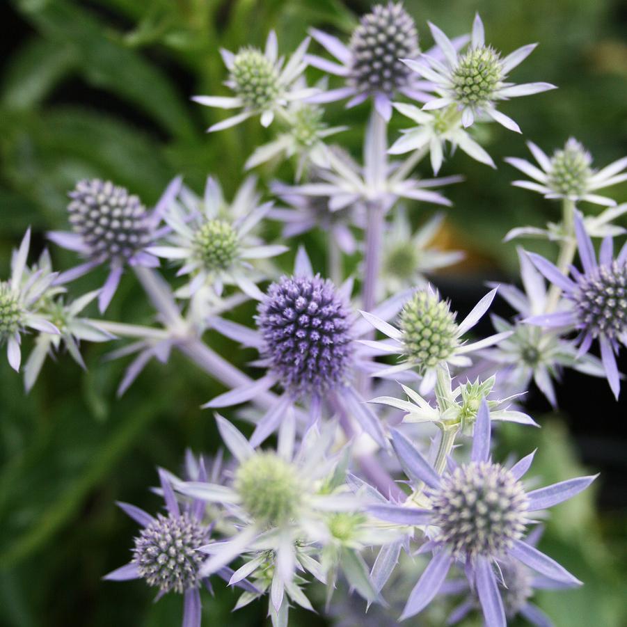 Eryngium planum 'Blue Hobbit' Sea Holly from Sandy's Plants