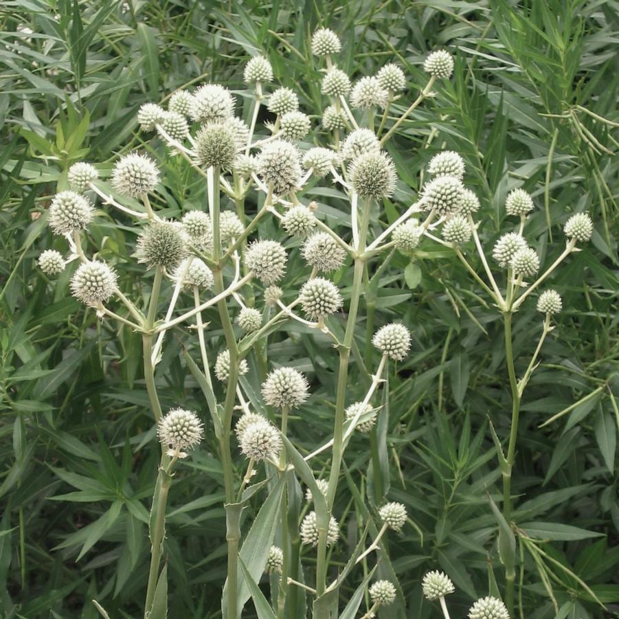 Eryngium yuccifolium Rattlesnake Master from Sandy's Plants