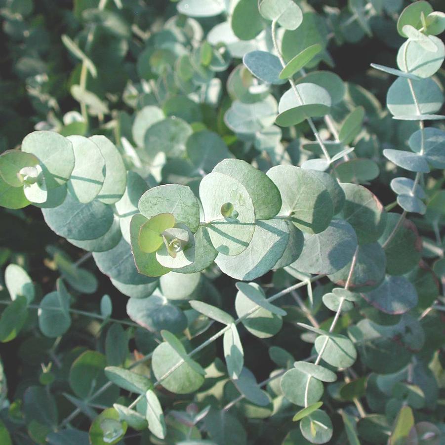 Eucalyptus cinerea Sandy's Plants