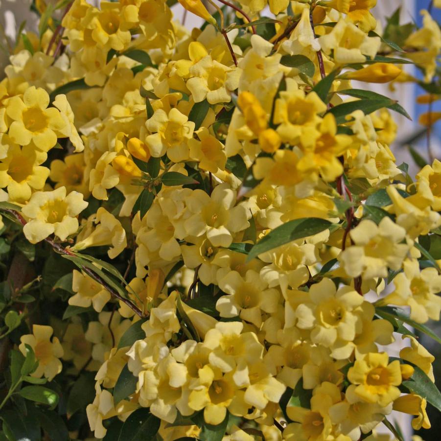 Gelsemium sempervirens 'Margarita' Carolina Jessamine, Carolina Jasmine