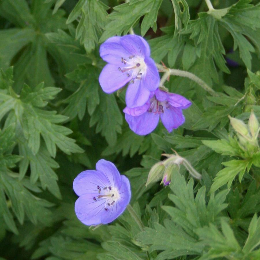 Geranium 'Johnson's Blue' Cranesbill from Sandy's Plants