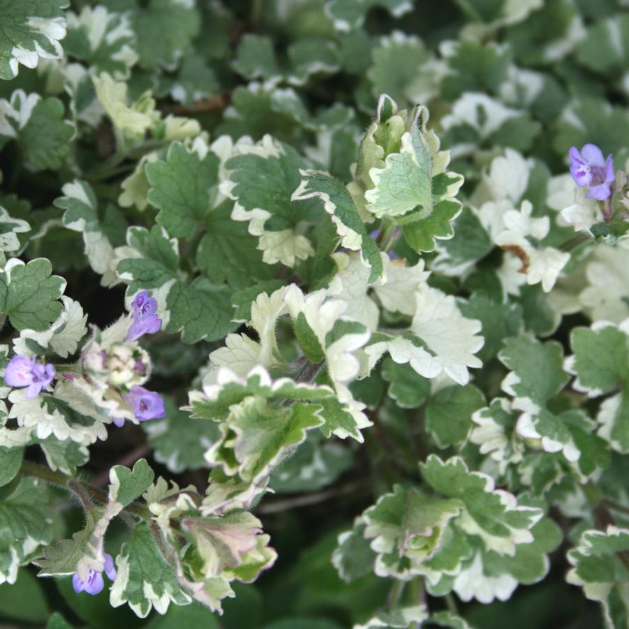 Glechoma hederacea 'Variegata' Creeping Charlie / Variegated Ground Ivy