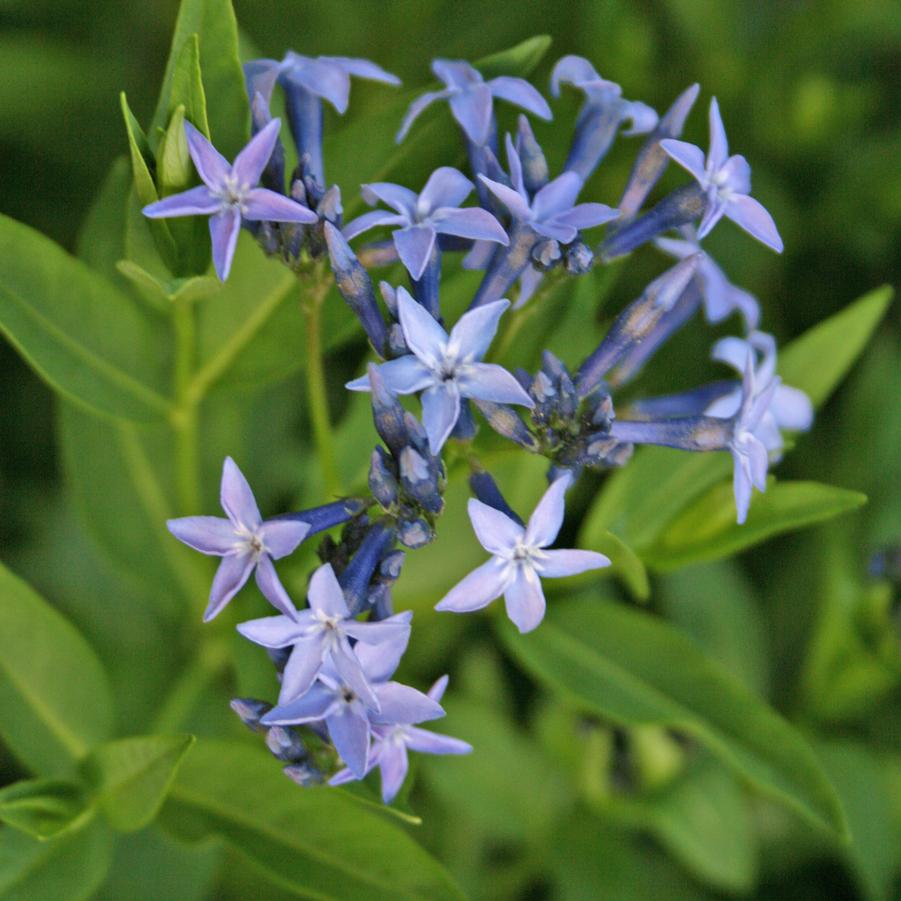 Amsonia 'Blue Ice' Blue Star from Sandy's Plants