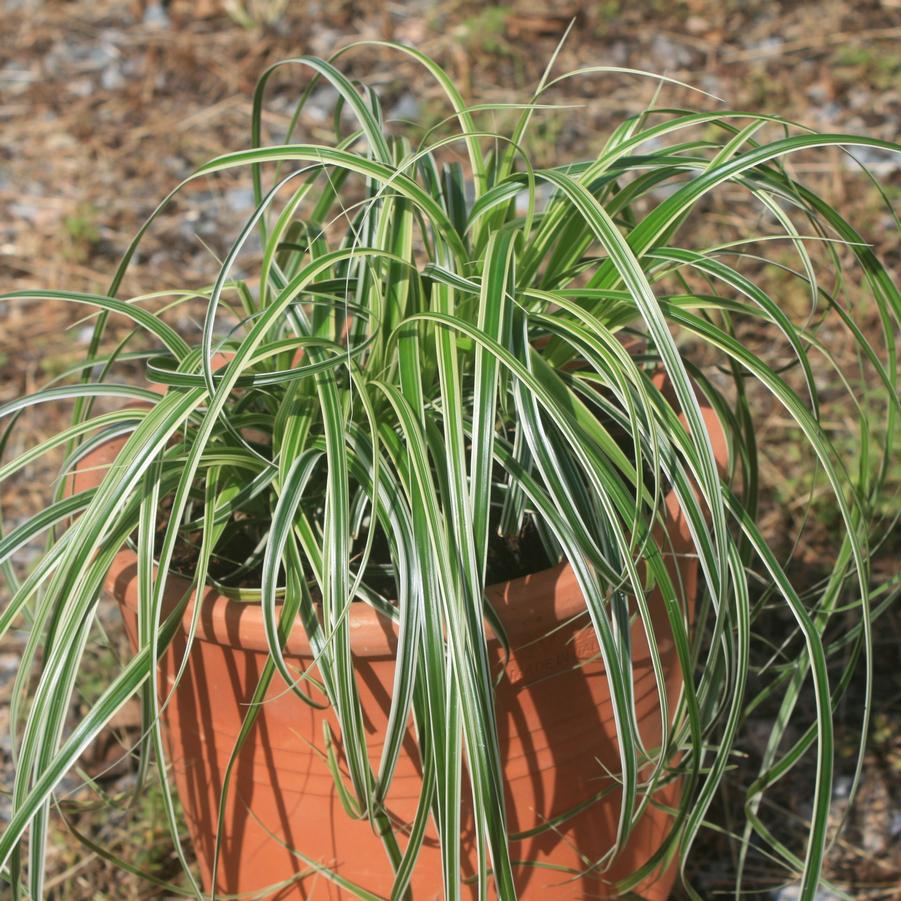 Carex oshimensis 'Feather Falls' Sedge from Sandy's Plants