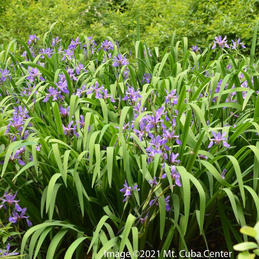 Iris versicolor 'Purple Flame' Blue Flag from Sandy's Plants