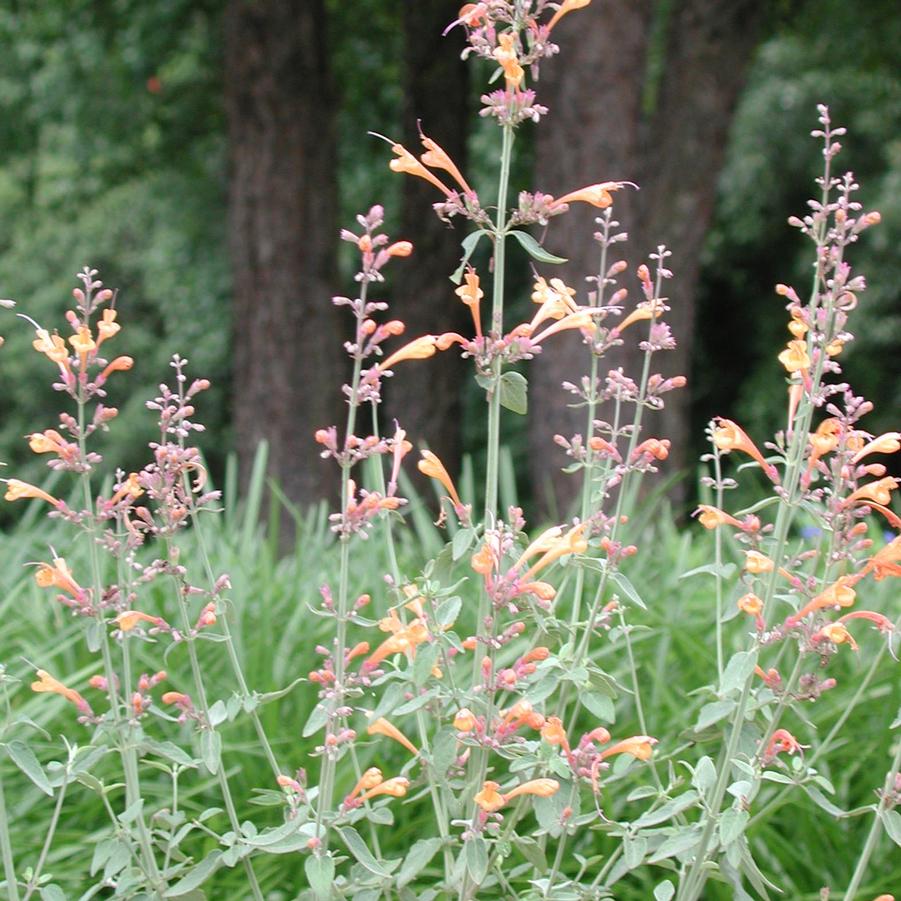 Agastache aurantiaca 'Apricot Sprite' Mexican Hyssop from Sandy's Plants