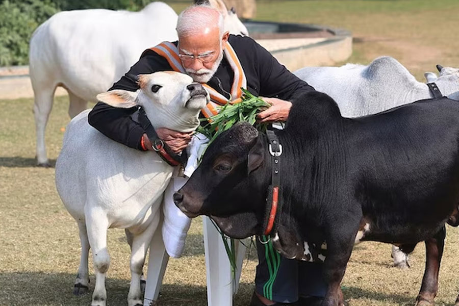 ‘ওদের কাছে গরু প্রাণীই নয়!’ পশুপ্রেমীদের একাংশকে তীব্র কটাক্ষ প্রধানমন্ত্রীর