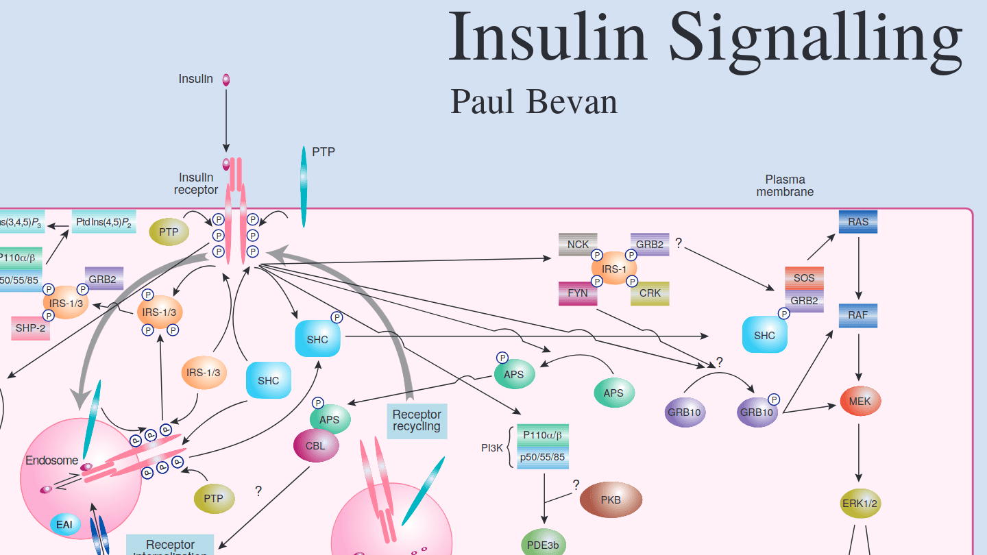 Schematic Diagram Of The Insulin Signaling Pathway My XXX Hot Girl