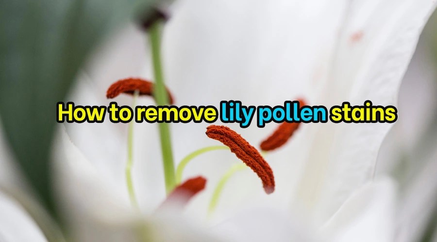 The BEST Way to Remove Pollen Stains [For Beginners]