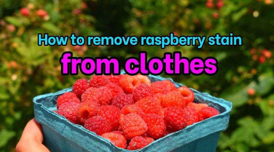 How to remove raspberry stain from clothes Sanitisation Singapore