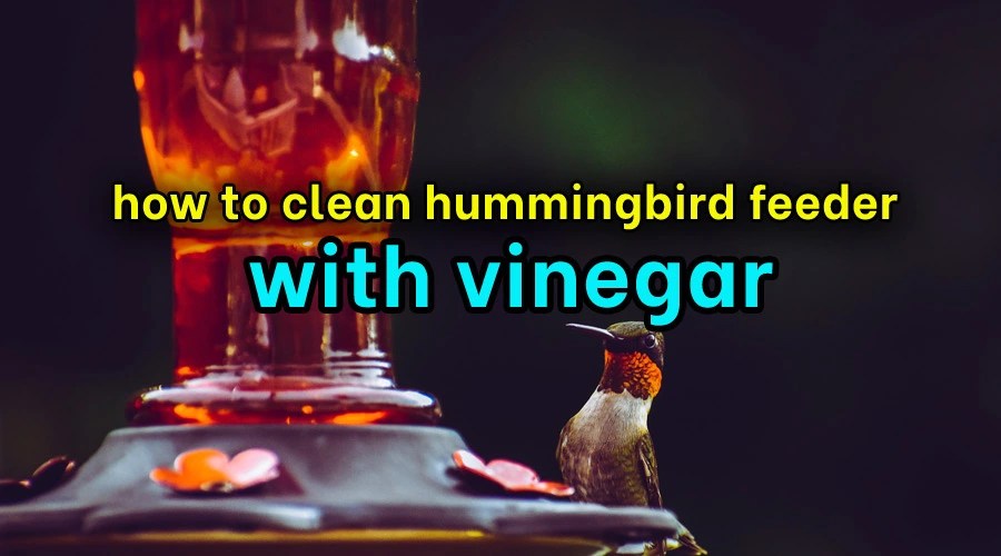How to Clean Hummingbird Feeder with Vinegar Sanitisation Singapore